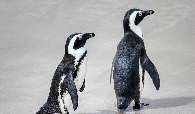 Uncover the 7 Incredible Penguin Hotspots You Can’t Miss in Chile!