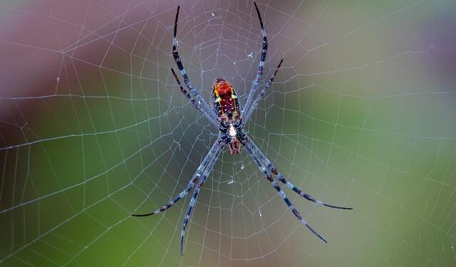 Power NT Dominates Argentina and Uruguay to Claim Semifinal Spot in America’s Cup!