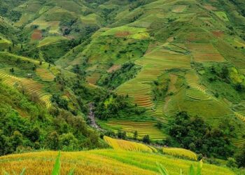 Discovering the Heart of South America’s Rice Culture: A Journey with the 2025 International Rice Leadership Class