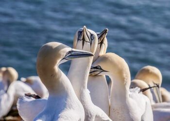 Unveiling Northern Edge 2025: A Thrilling New Chapter for Alaska!