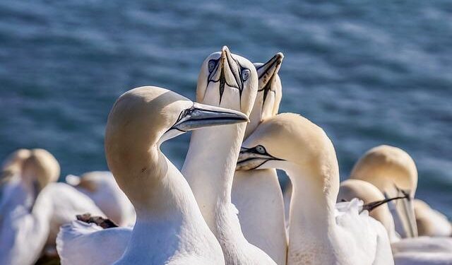 Unveiling Northern Edge 2025: A Thrilling New Chapter for Alaska!