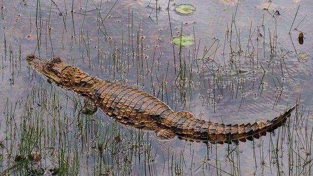 Cayman Sea Trade Soars as US Eases Chinese Ship Tariff Concerns