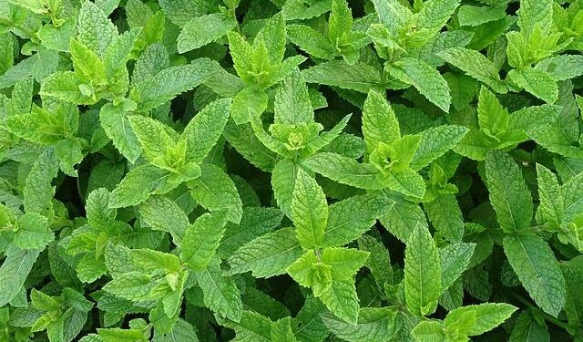 Denver Mint Launches Exclusive Coins to Commemorate America’s 250th Anniversary!