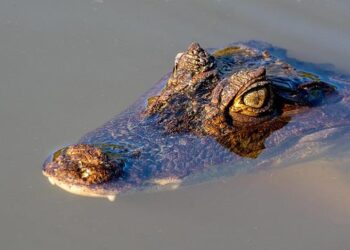 Unleash Your Adventurous Spirit in Costa Rica: Surf, Hike, and Explore Breathtaking Wildlife!