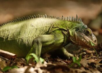 Rescuing Saba’s Vibrant Black Iguanas: A Journey of Conservation and Hope
