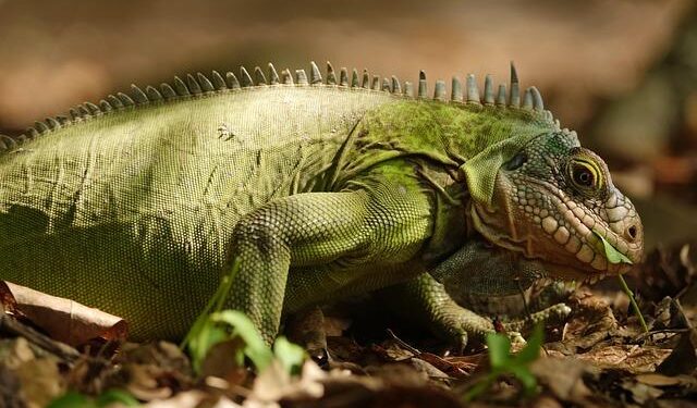 Rescuing Saba’s Vibrant Black Iguanas: A Journey of Conservation and Hope