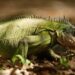 Rescuing Saba’s Vibrant Black Iguanas: A Journey of Conservation and Hope