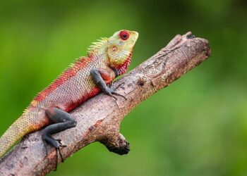 Uncovering the Secrets: The Impact of European Colonization on Reptile Extinctions in Guadeloupe