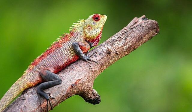 Uncovering the Secrets: The Impact of European Colonization on Reptile Extinctions in Guadeloupe