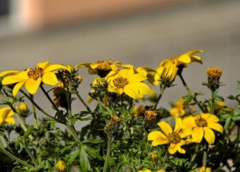 Biden’s Cuba Policy: A ‘Yo-Yo’ Approach That May Shift with Trump’s Return