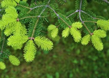 Political Exiles in El Salvador: A Disturbing Reflection of the Past