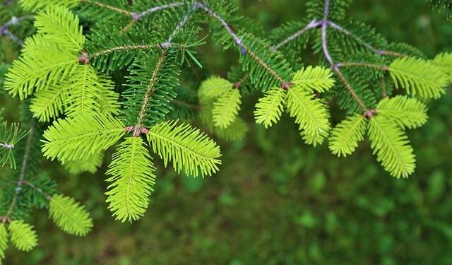 Political Exiles in El Salvador: A Disturbing Reflection of the Past