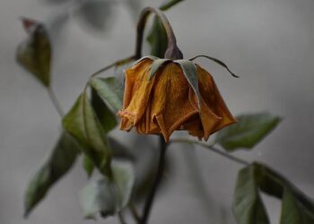 From Fresh Produce to Food Waste: Uncovering the Hidden Impact of Farmworker Roundups
