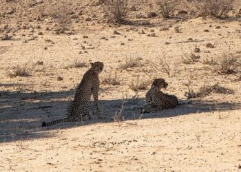 Uncover the Central American Gem Boasting Blazing-Fast Internet Speeds!