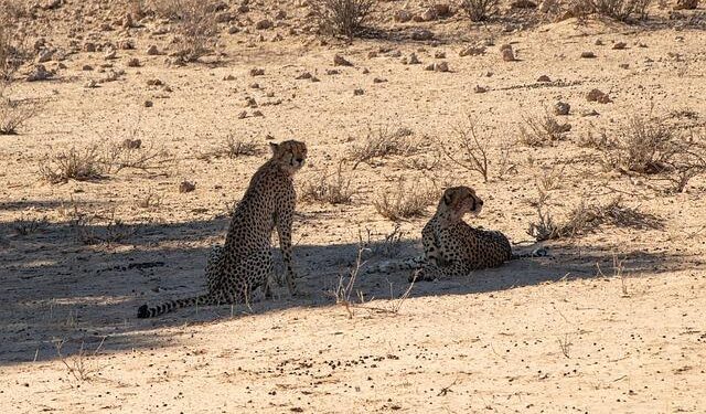 Uncover the Central American Gem Boasting Blazing-Fast Internet Speeds!