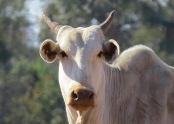 Trump’s Game-Changer: Tariffs on Brazilian Beef and Coffee Are Gone!