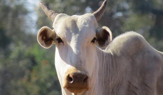 Trump’s Game-Changer: Tariffs on Brazilian Beef and Coffee Are Gone!