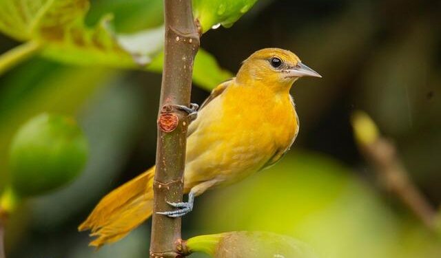 Discover Paradise: Nonstop Flights from Baltimore to Aruba and Daily Connections from Atlanta!