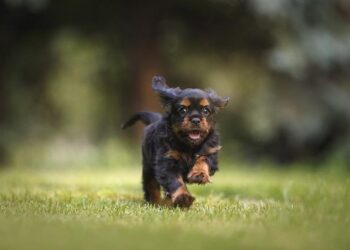 Revealed: The Most Hated Team in America – Cleveland Cavaliers Take the Spotlight!