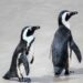 Discover the Shocking Truth: 5 Unexpected Tariffs in Trump’s ‘Liberation’ Plan Featuring Penguins and Seals!