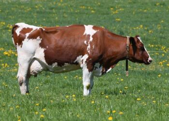 Kilmar Abrego Garcia’s Bold Return to the U.S.: Confronting Smuggling Charges After Wrongful Deportation