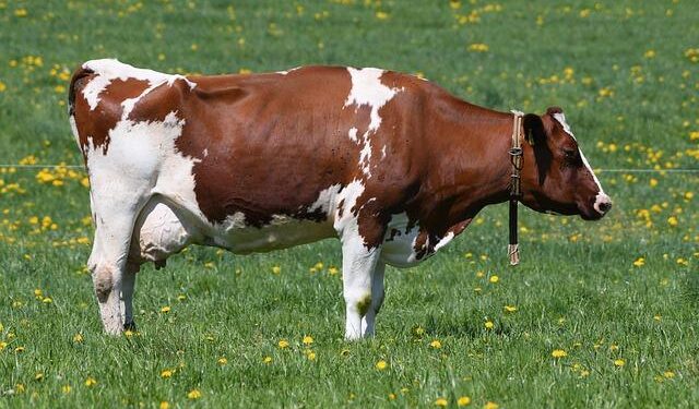 Kilmar Abrego Garcia’s Bold Return to the U.S.: Confronting Smuggling Charges After Wrongful Deportation