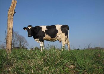 Celebrating the Legacy of Norman Jones: A Pioneering Miss Gay America and Cherished Little Rock Club Owner Dies at 79