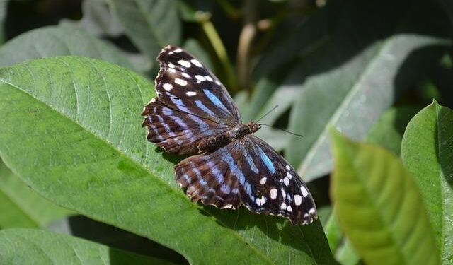 Discover the Hidden Gems: Your Ultimate Guide to Traveling to South America Using Points and Miles!