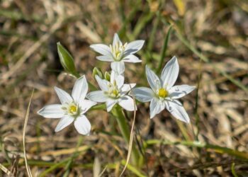 Caymanian Golfer Justin Hastings Receives a Triumphant Hero’s Welcome!