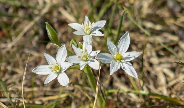 Caymanian Golfer Justin Hastings Receives a Triumphant Hero’s Welcome!