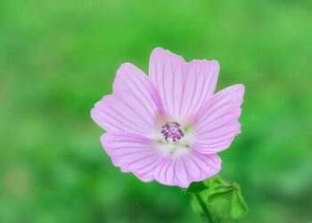 Musk Launches Visionary ‘America Party’ in a Bold Break from Trump’s Legacy