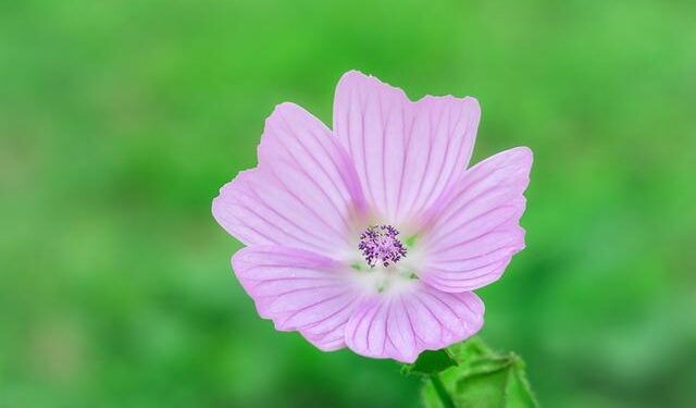 Musk Launches Visionary ‘America Party’ in a Bold Break from Trump’s Legacy