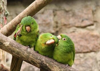 Unleashing Change: The Inspiring Leadership Journey of Bernardo Arevalo in Guatemala