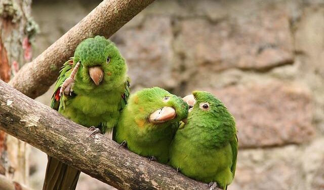 Unleashing Change: The Inspiring Leadership Journey of Bernardo Arevalo in Guatemala