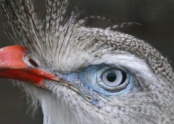 Unveiling the South American Capital: A Design Sensation in the Making!