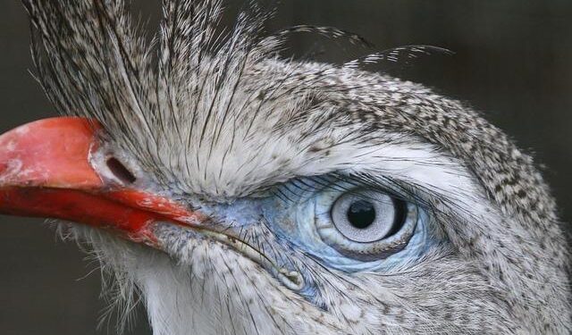 Unveiling the South American Capital: A Design Sensation in the Making!