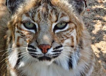 Arizona Wildcats Football: What to Expect in the Thrilling 2025 Season!