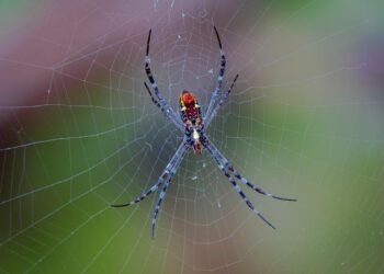 Power NT Shines Bright with a Spectacular 6-0 Triumph in America’s Cup Debut!