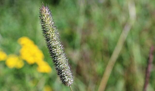 Unveiling the Remarkable Journey of Timothy Harris: A Pioneering Force in History