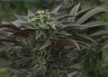 Unlocking the Mysteries of Medical Marijuana: Navigating Its Benefits, Challenges, and Controversies