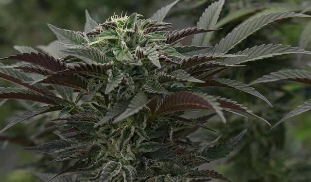 Unlocking the Mysteries of Medical Marijuana: Navigating Its Benefits, Challenges, and Controversies