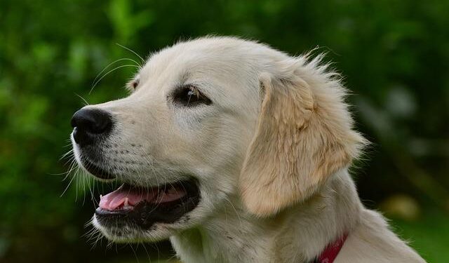 Goodbye Comrade Ralph: A New Chapter Begins for St. Vincent and the Grenadines!