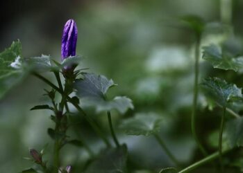 Uniting for Safety: The Americas and Caribbean Launch Multi-Hazard Early Warning Systems Forum