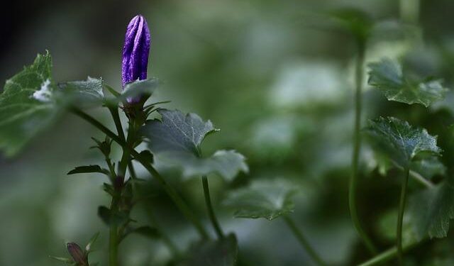 Uniting for Safety: The Americas and Caribbean Launch Multi-Hazard Early Warning Systems Forum
