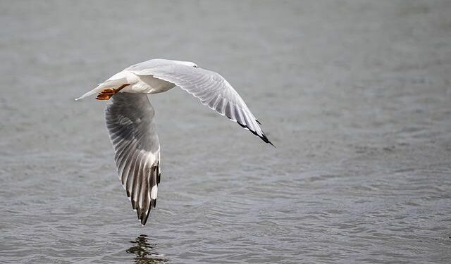 Unleashing Passion: The Australian Open’s Impact on Costa Rica’s Next Tennis Stars