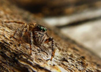 Unveiling the Enigmatic Tarantulas of the Guianas: Your Ultimate Guide to These Captivating Creatures!