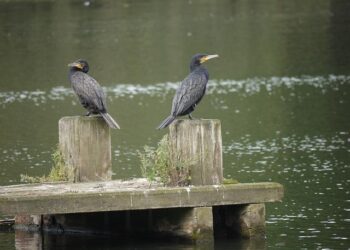 Unraveling the Fascinating Migratory Journeys of the Americas: Costa Rica’s Unique South-North and North-South Flows