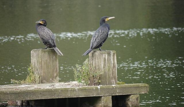 Unraveling the Fascinating Migratory Journeys of the Americas: Costa Rica’s Unique South-North and North-South Flows