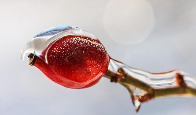 Bolsonaro’s Conviction: A Turning Point for U.S.-Brazil Relations?