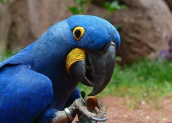 Arina Valitova Ready to Dazzle for Saint Kitts and Nevis at the 2023 Pan American Games!